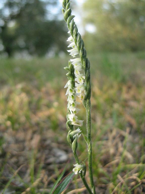 Spiranthes spiralis - (L.)  Chevall.